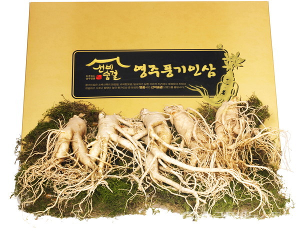 영주 풍기인삼“면역력을 부탁해” < 포토뉴스 < 이슈종합 < 사회 < 기사본문 - 글로벌뉴스통신GNA 영주 풍기인삼“면역력을 부탁해”... 