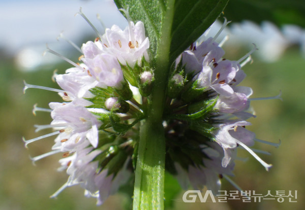 (글로벌GNA) 송홍선박사의 약용식물 “박하” 바로알기(제35회)