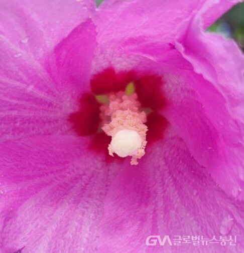 (사진 : 글로벌뉴스통신 시조시인 송영기 기자) 무궁화 꽃