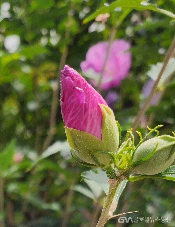 (사진 : 글로벌뉴스통신 시조시인 송영기 기자) 무궁화 꽃 봉오리